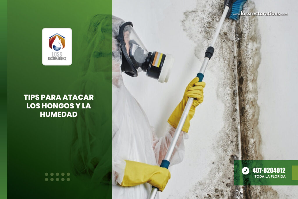 Tips para atacar los hongos y la humedad