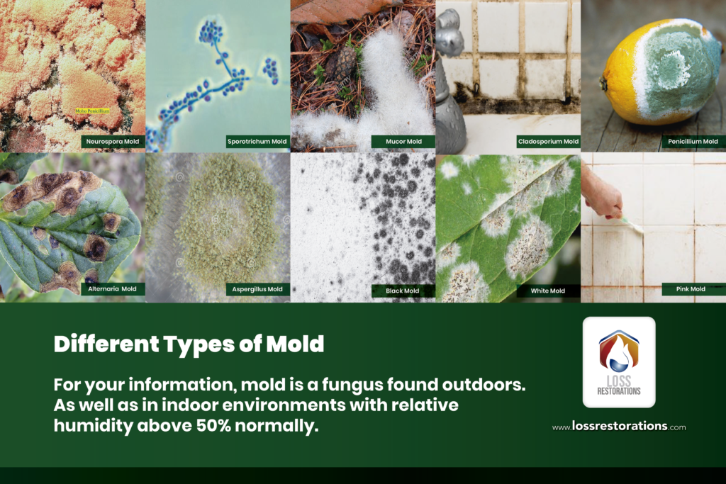 The Difference between Black and Green Mold